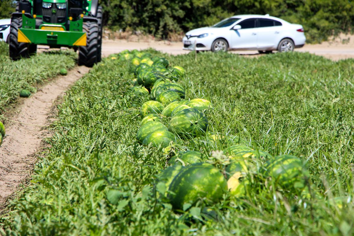 Adana’da Karpuz Fiyatları Düşüyor