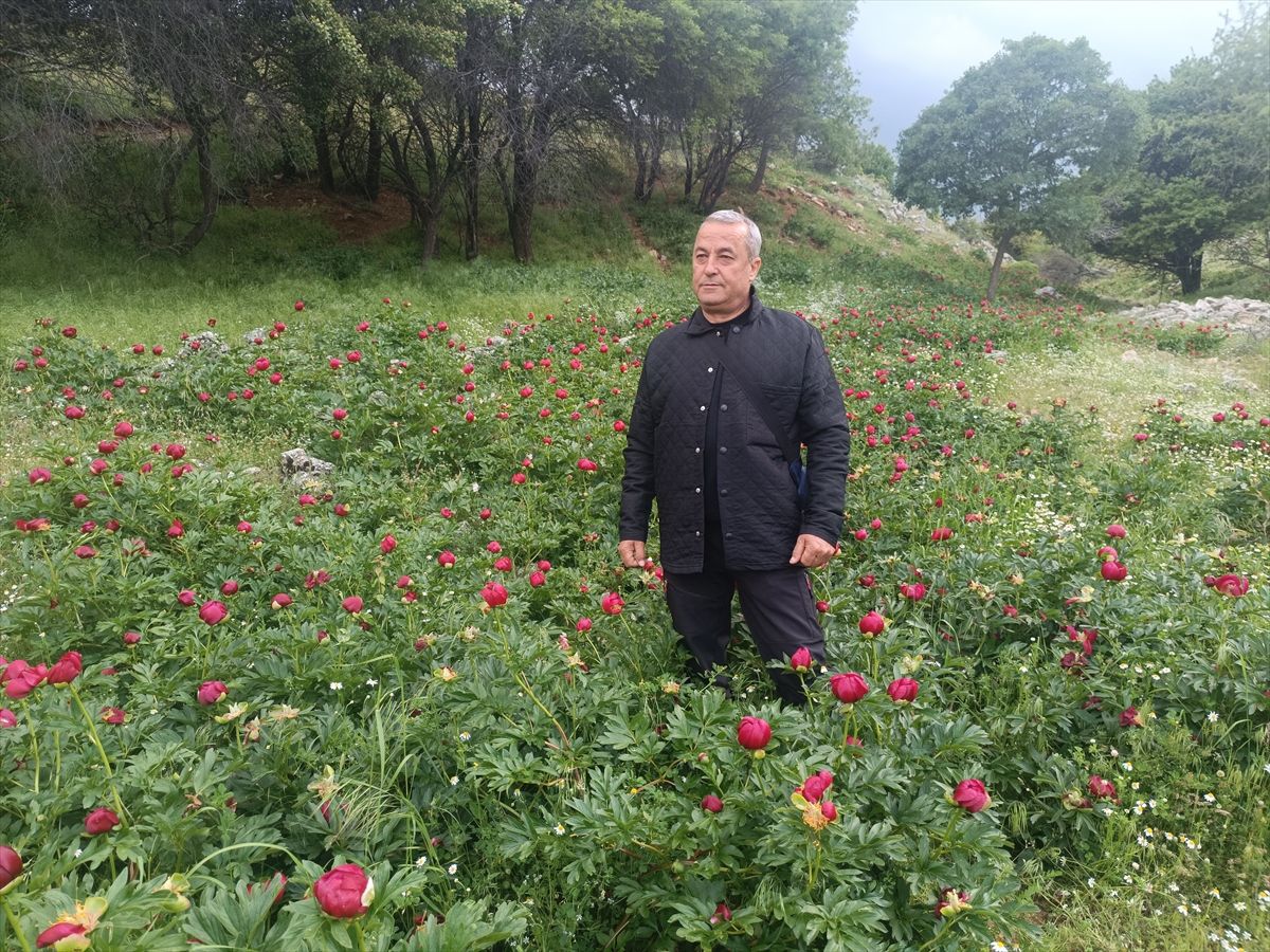 Kızılören’de Ayı Gülü Çiçek Açtı