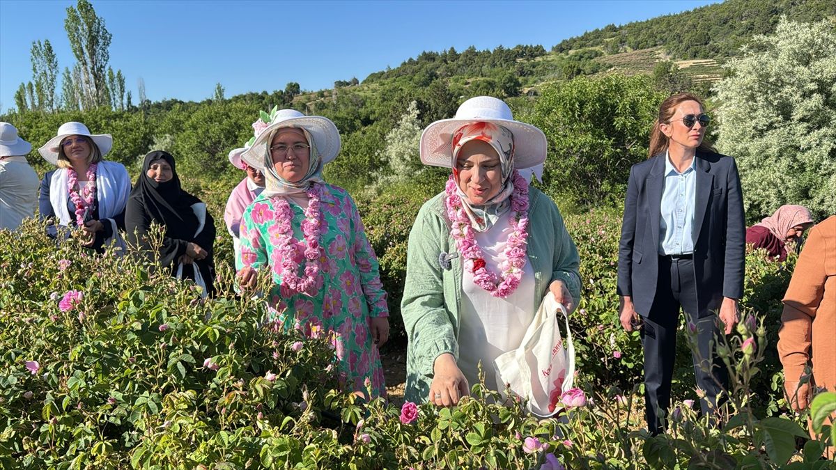 Ercan Isparta’da Gül Hasadı Yaptı