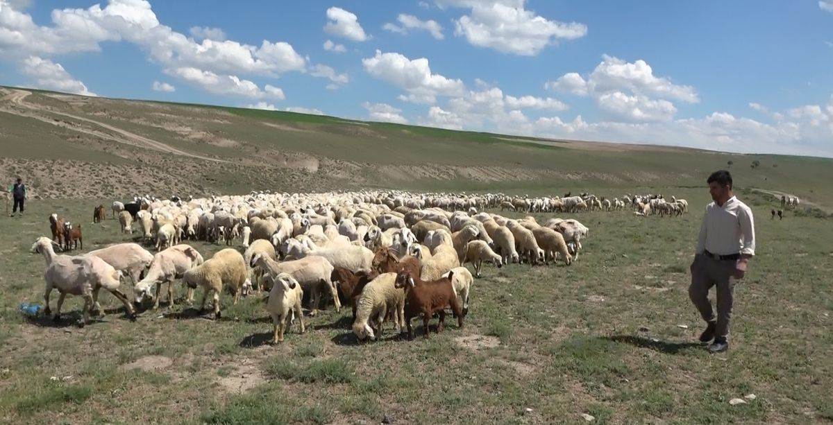 Aksaray’da Yabancı Çobanlar Çalışmaya Başladı