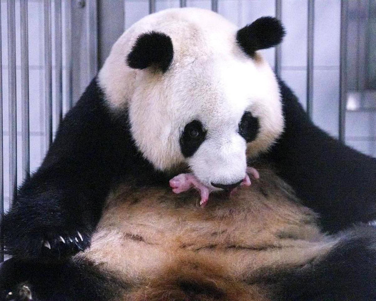 Everland’da Dev Panda Yavru Doğurdu