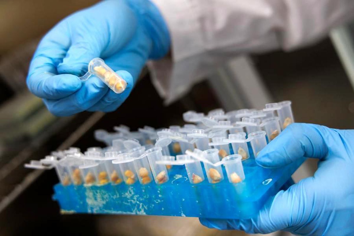 Çin’den Yüksek Proteinli Mısır Geliştirme Başarısı