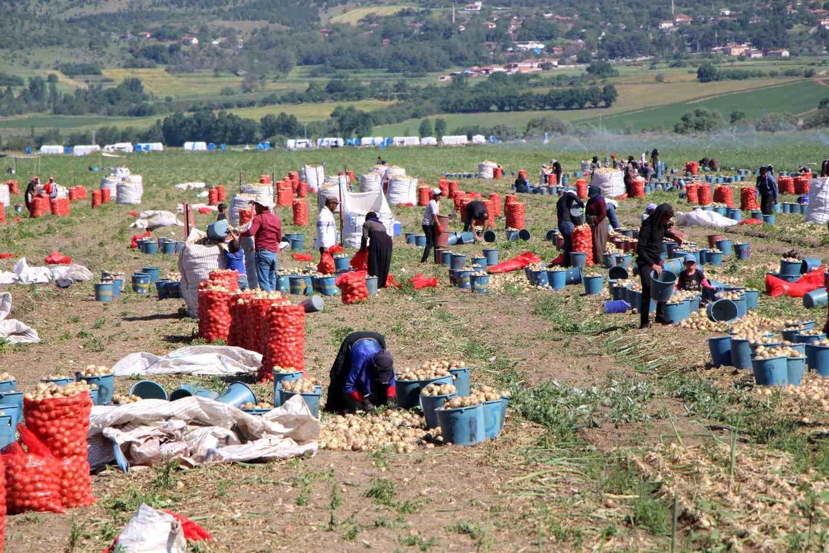 Amasya’da Soğan Hasadı Başladı