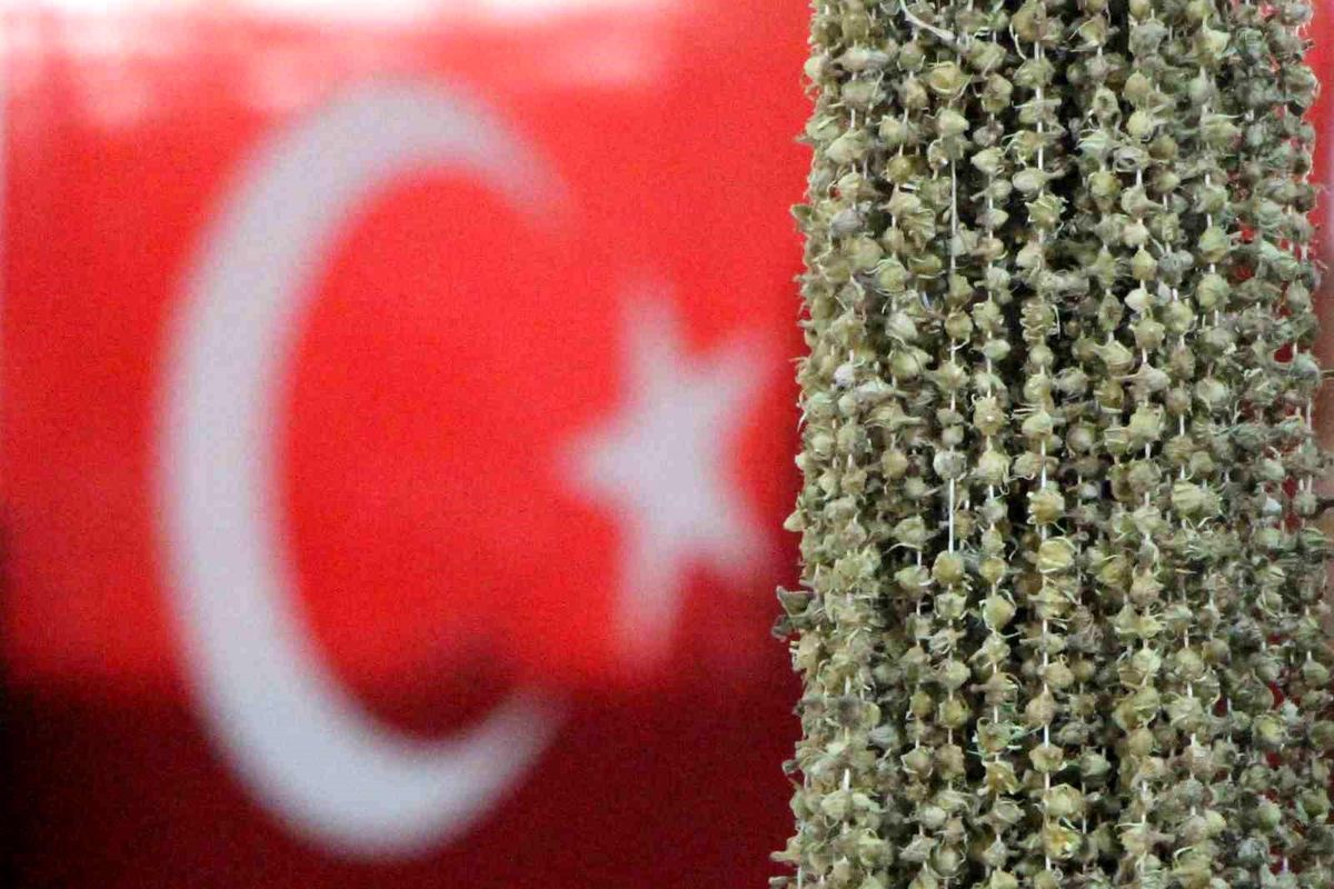 Amasya Bamyası Ithalata Karşı