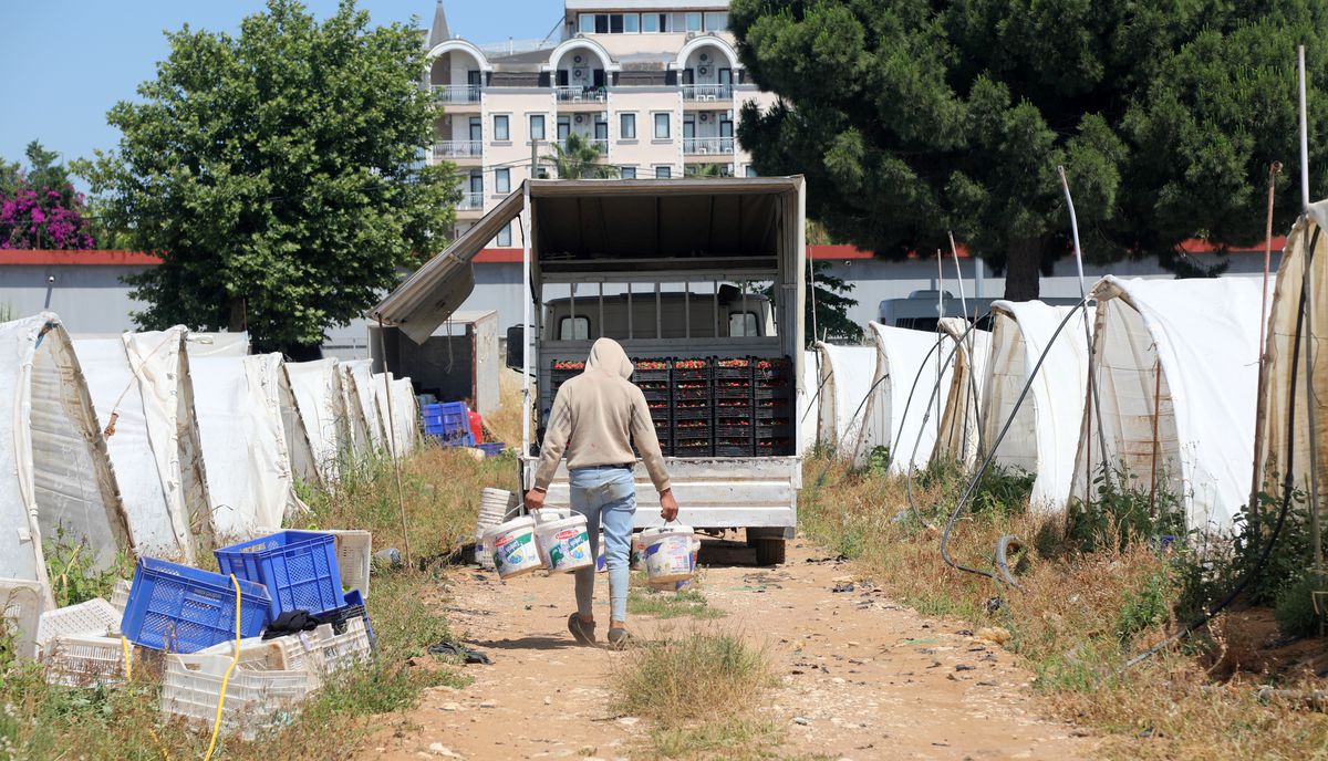 Antalya Çileği Piyasada 150 Lira!