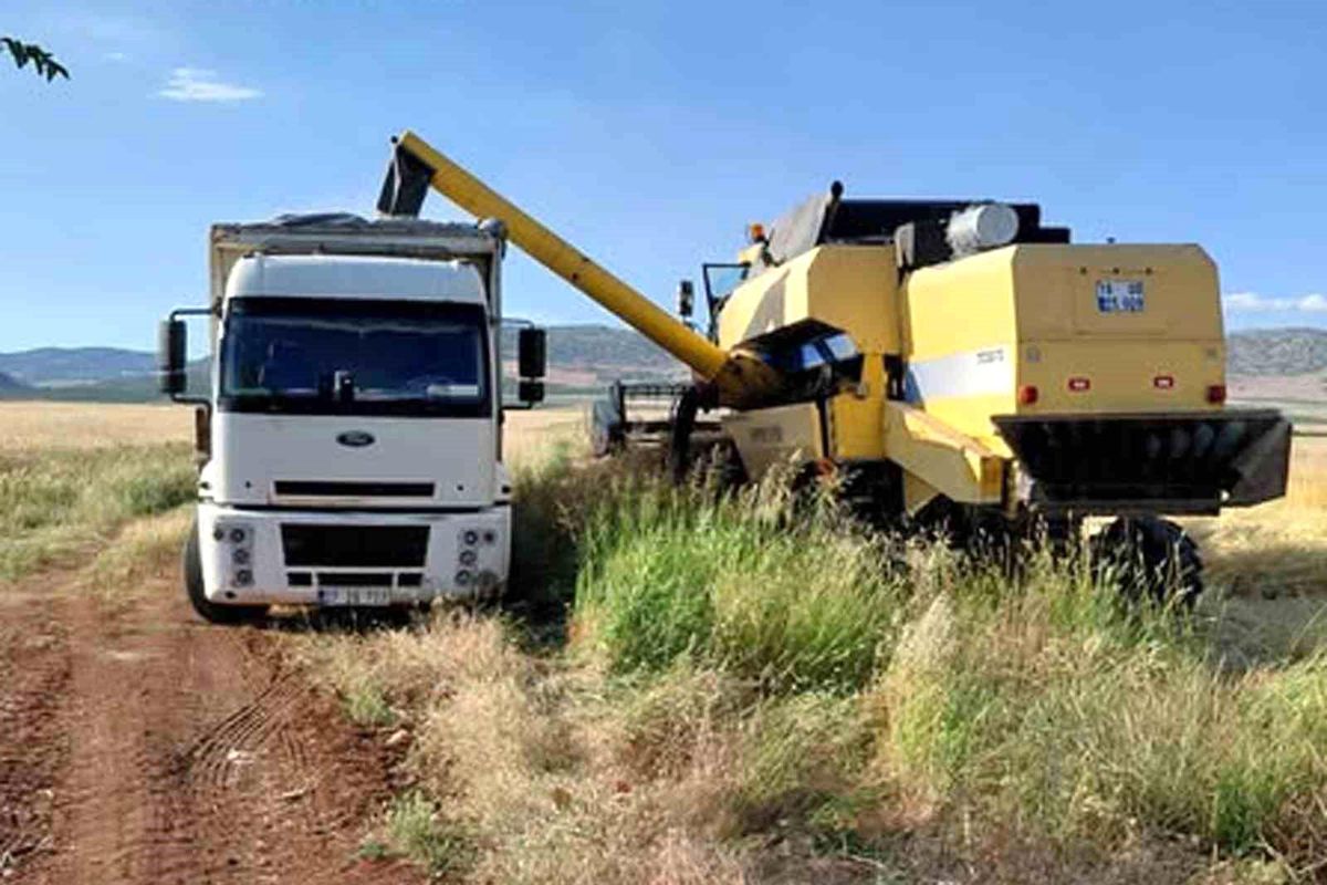 Gaziantep’te İlk Arpa Hasadı Yapıldı