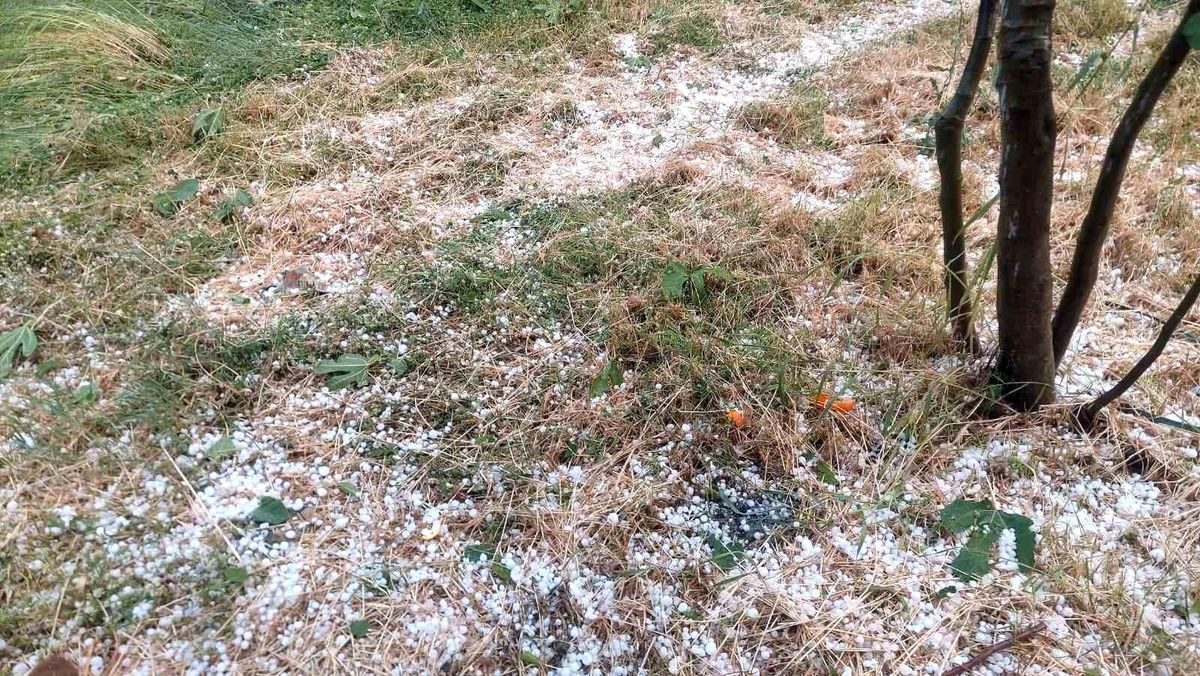 Dolu Aydın ve İzmir’de Ağaçları Vurdu
