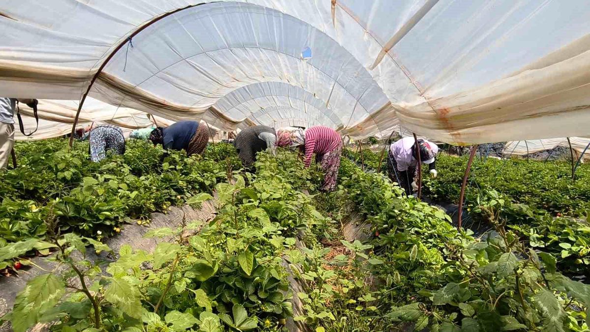 Aydın’da Kadın İşçiler Çilek Hasadında