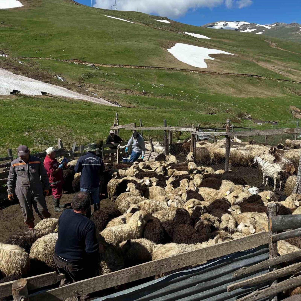 Bayburt’ta Küçükbaş Hayvan Aşılama Faaliyetleri