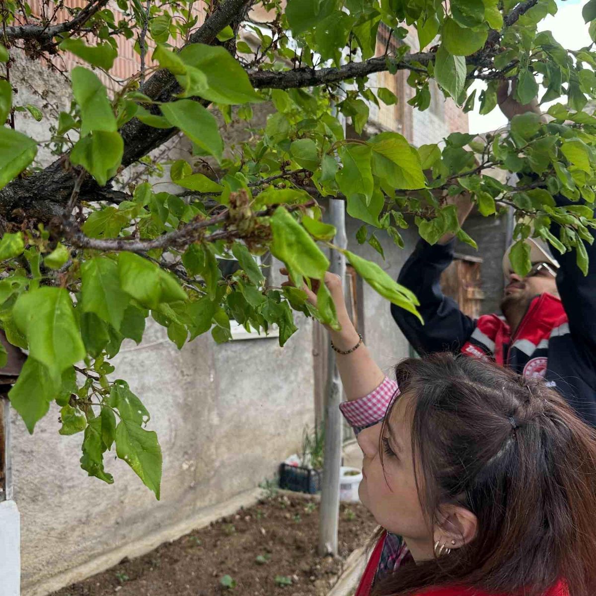 Bayburt’ta Meyve Bahçeleri Kontrol Ediliyor