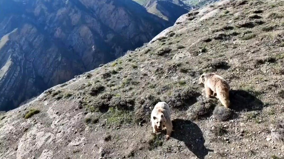 Drone ile Ayıları Uzaklaştırma Çabası
