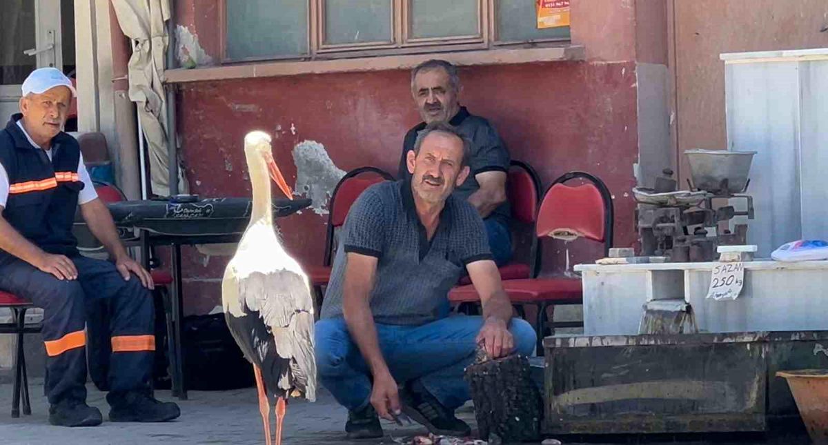 Leylek ve Balıkçıdan Dostluk Hikayesi