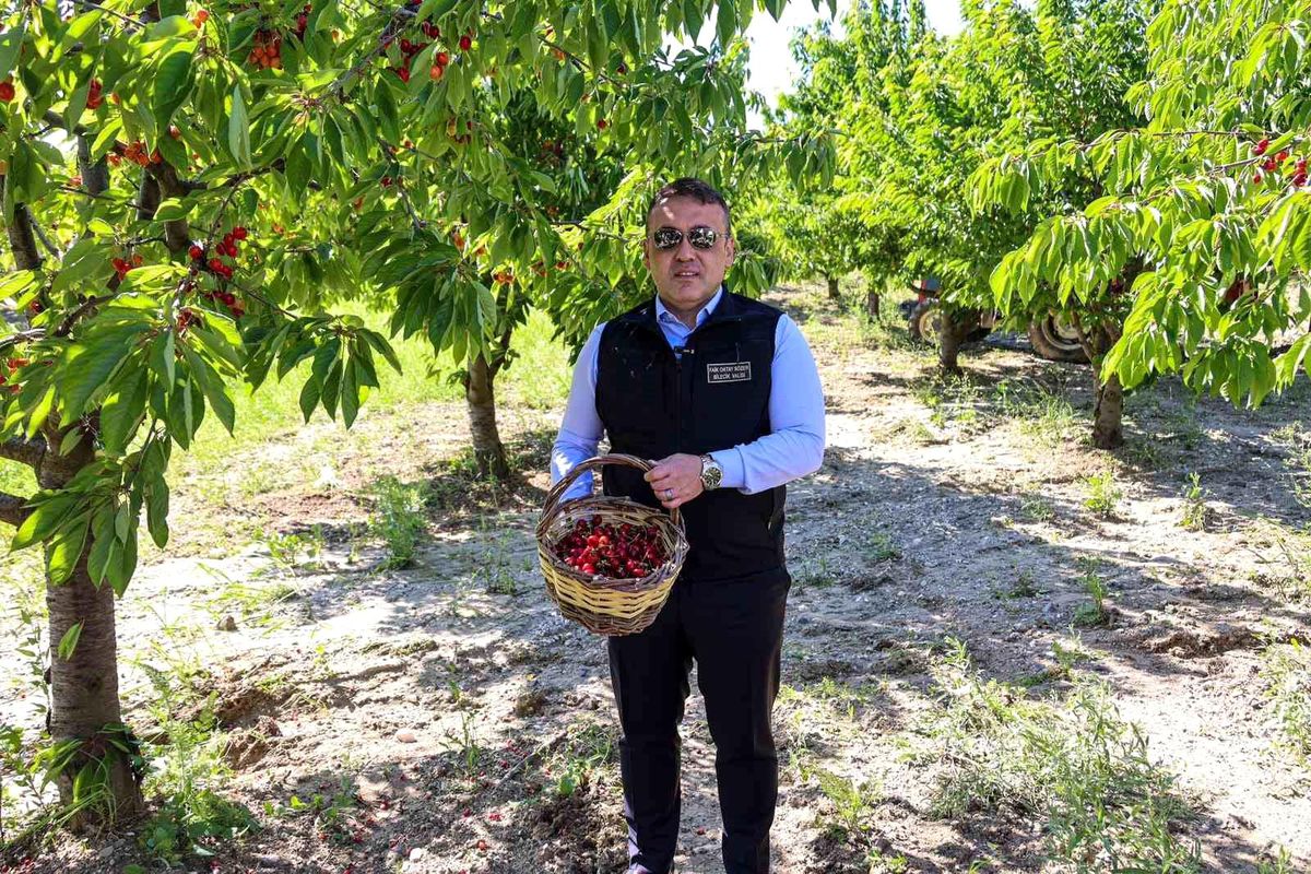 Bilecik’te Kiraz Hasadı Devam Ediyor