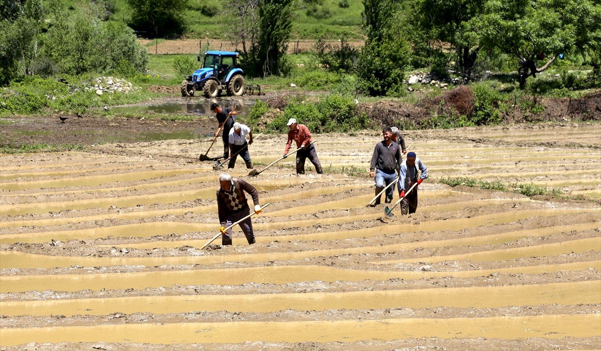Bitlis’te Geleneksel Pirinç Üretimi