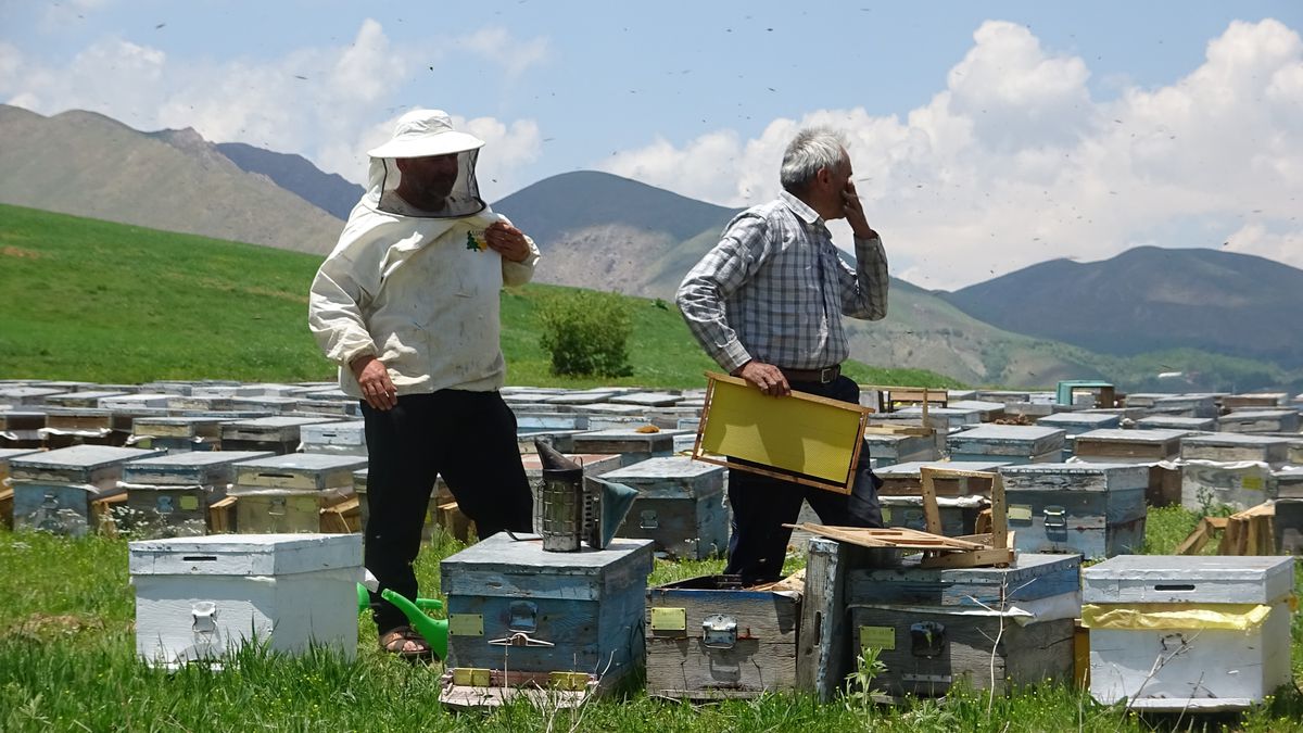 Yüksekova’da Bal Verimi Artıyor