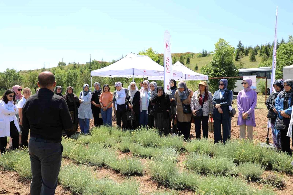 Eskişehir’de Altın Otu Hasadı Yapıldı