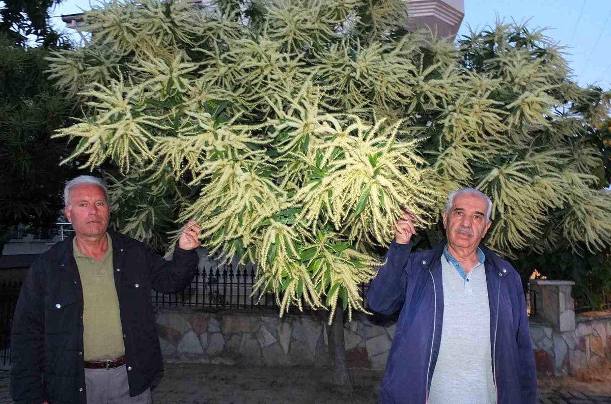 Burhaniye’de Kestane Ağaçları Erken Çiçek Açtı