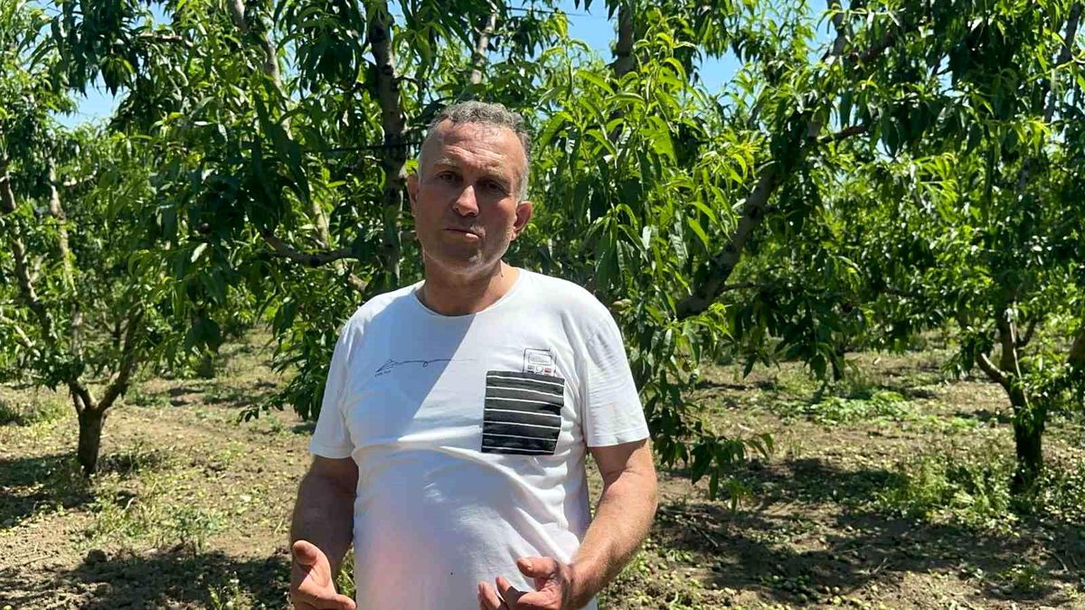 Bursa’da Şeftali Üretimi Artıyor: Tekleme Mesaisi Uzadı