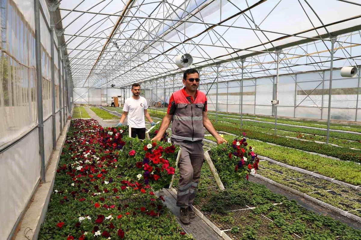 Büyükşehir’in ürettiği çiçekler Ordu’yu renklendiriyor