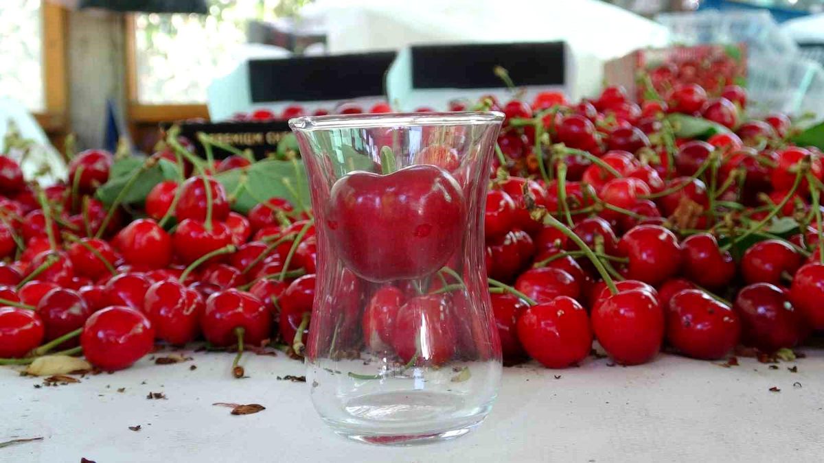 Lapseki’de Çay Bardağına Sığmayan Kiraz Hasadı Başladı