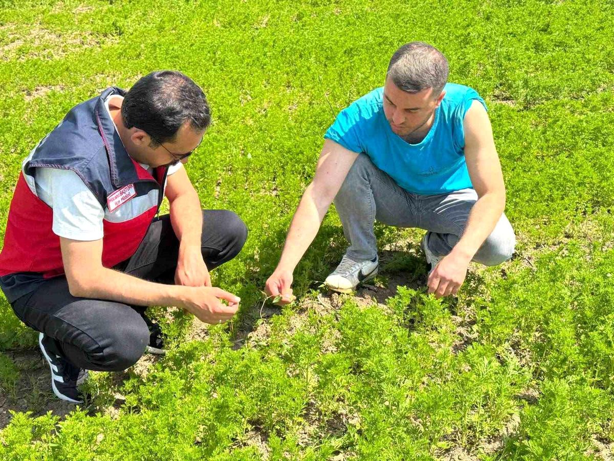 Çörek Otu Üretiminde Teknik İnceleme