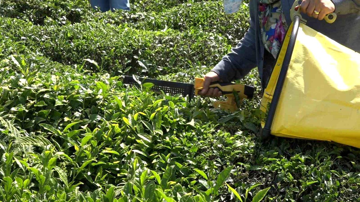 ÇAYKUR’dan Çay Alımlarına Ara