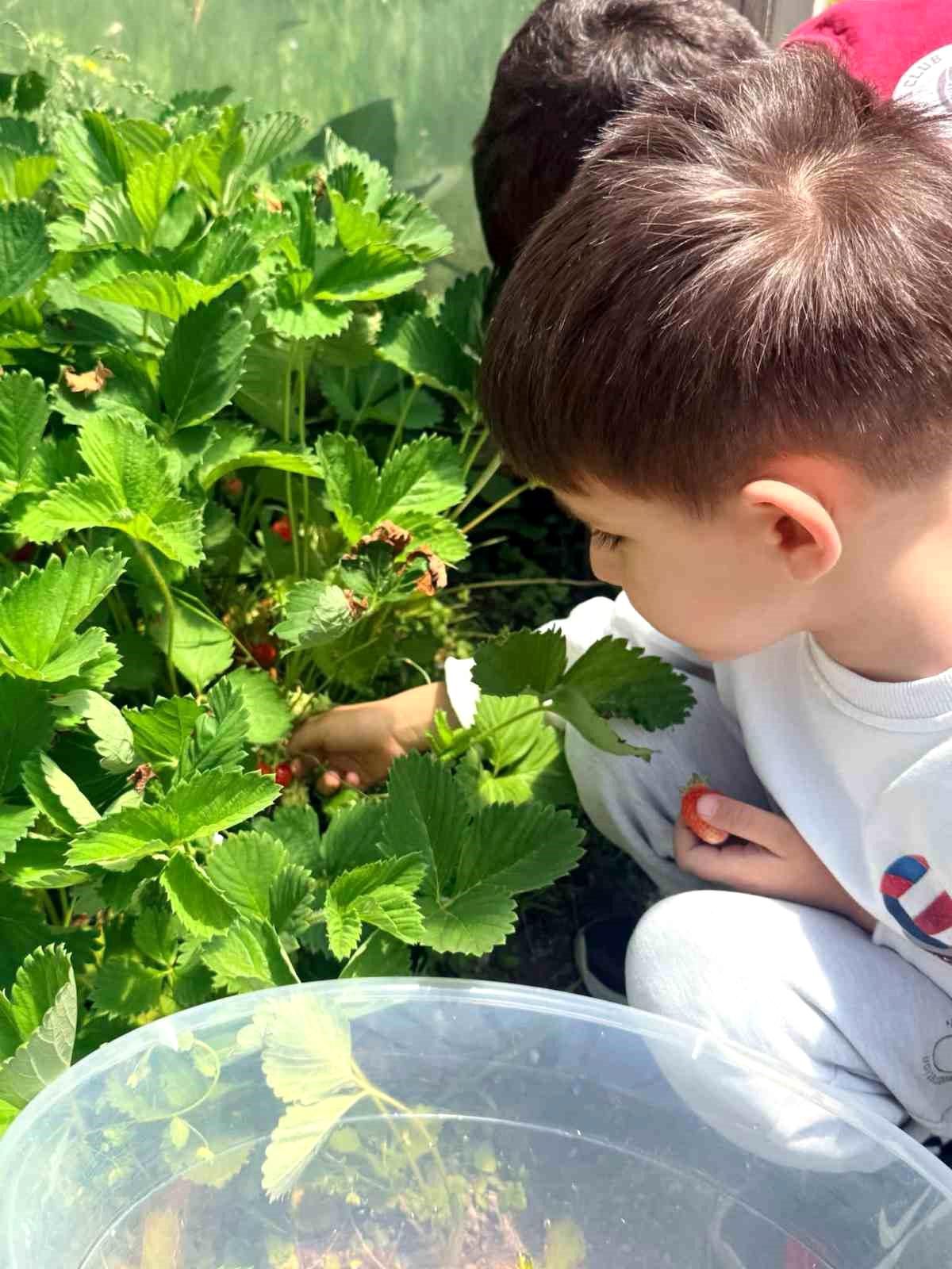 Çıldır’da Çilek Başarısı