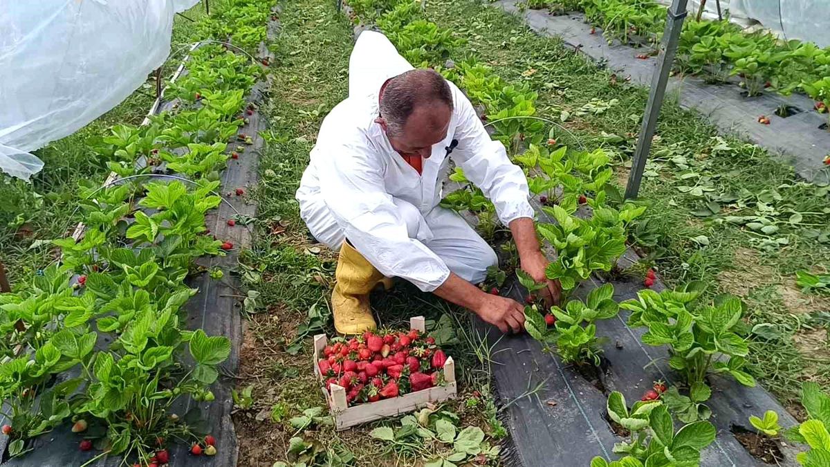 Bilecik’te İlk Çilek Hasadı