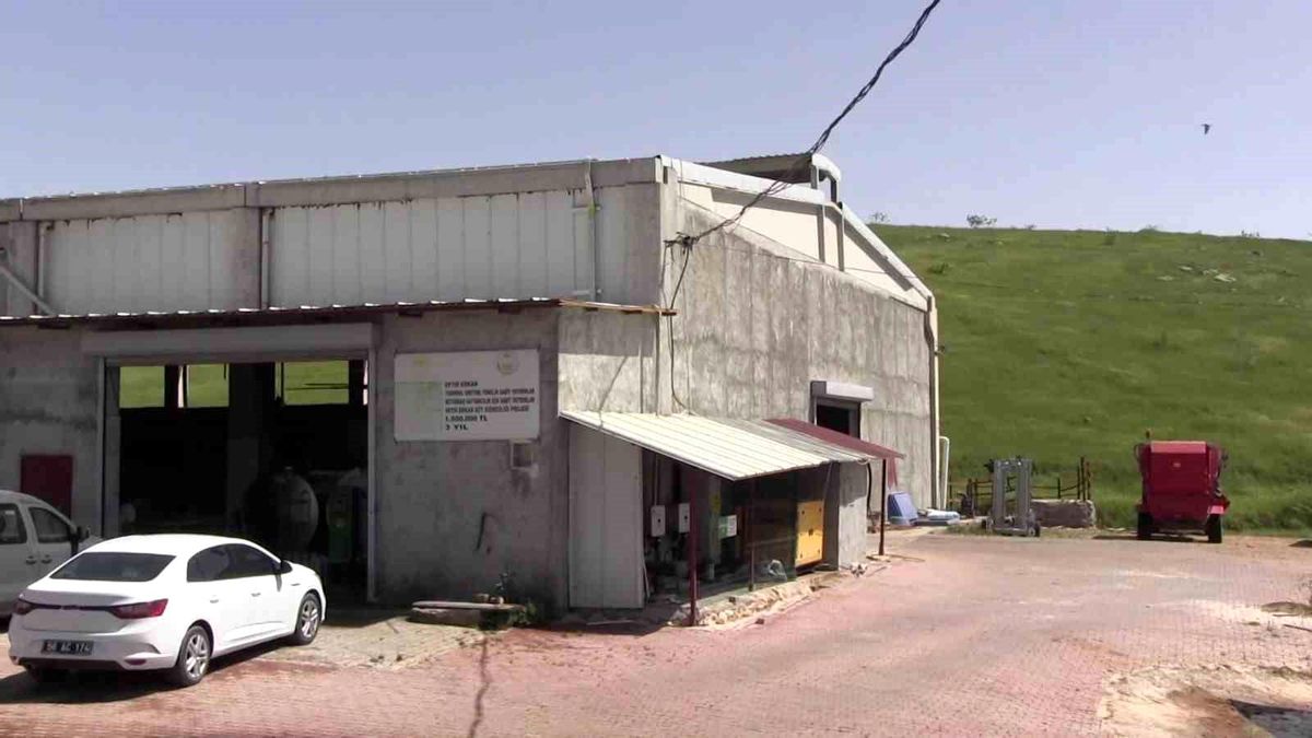 Siirt’te Modern Süt Sığırcılığı Başarısı
