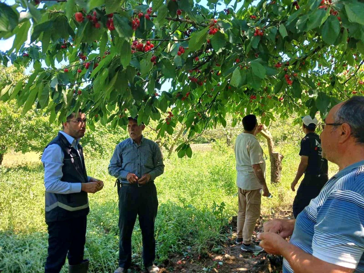 Gölpazarı’nda Dolu Zarar Tespiti Yapıldı