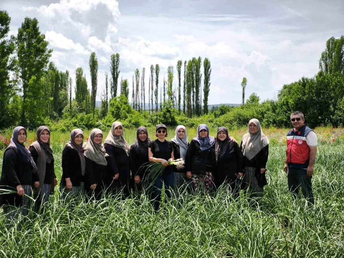 Domaniç Sarımsağı’na Coğrafi İşaret Süreci Devam Ediyor