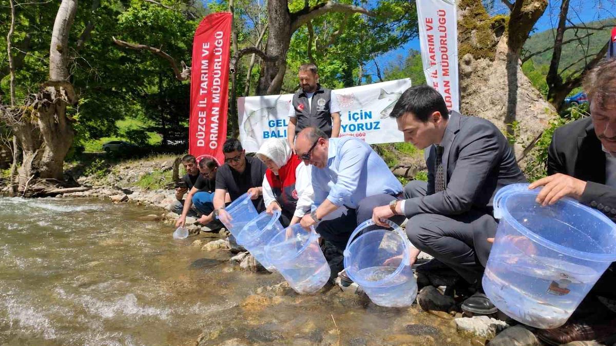 Düzce’de 7 bin 500 kırmızı benekli alabalık yavrusu sularla buluştu