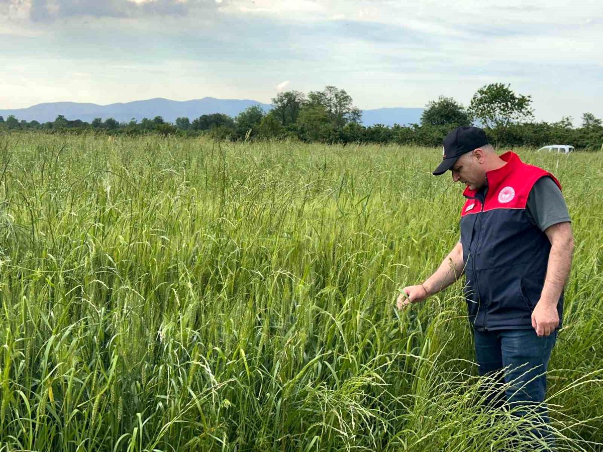 Düzce’de Yem Bitkileri Kontrolü