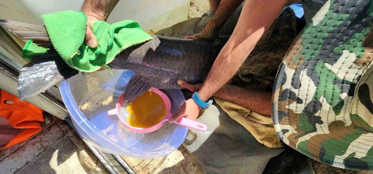Elazığ’da Şabut Balığı Projesi Başladı