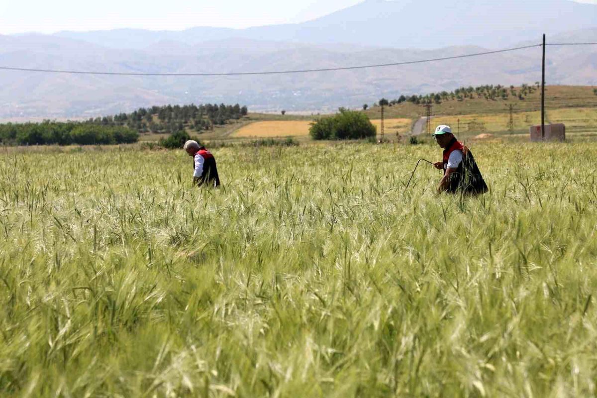 Elazığ’da Süne Nimf Çalışmaları Değerlendirildi