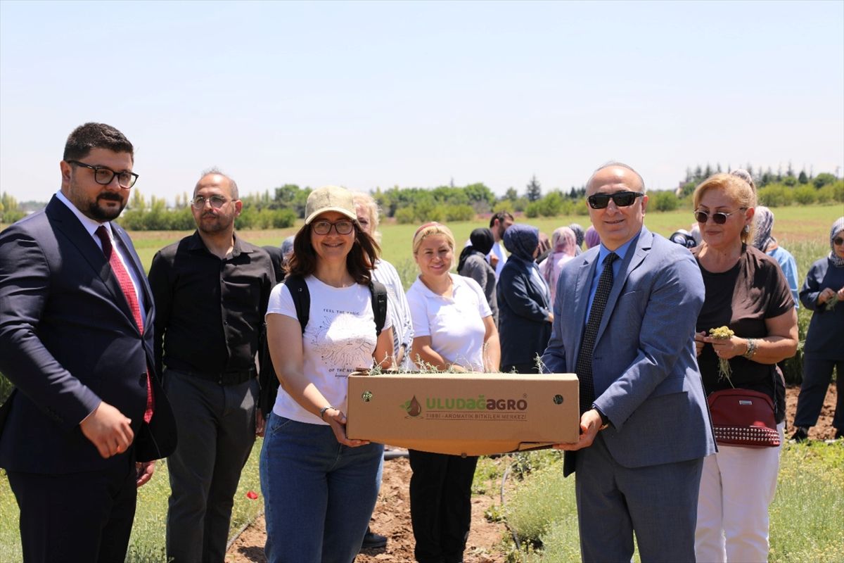 Eskişehir’de Altın Otu Hasadı Yapıldı