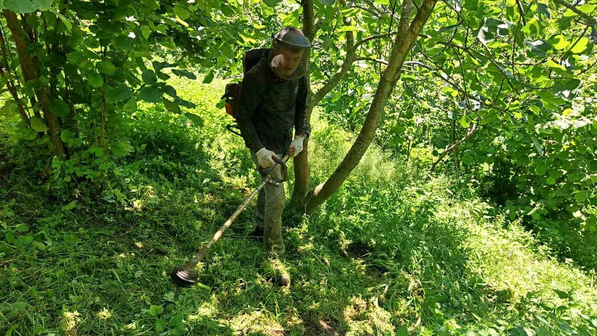 Ordu’da Fındık Hasadı İçin Temizlik Çalışmaları Başladı