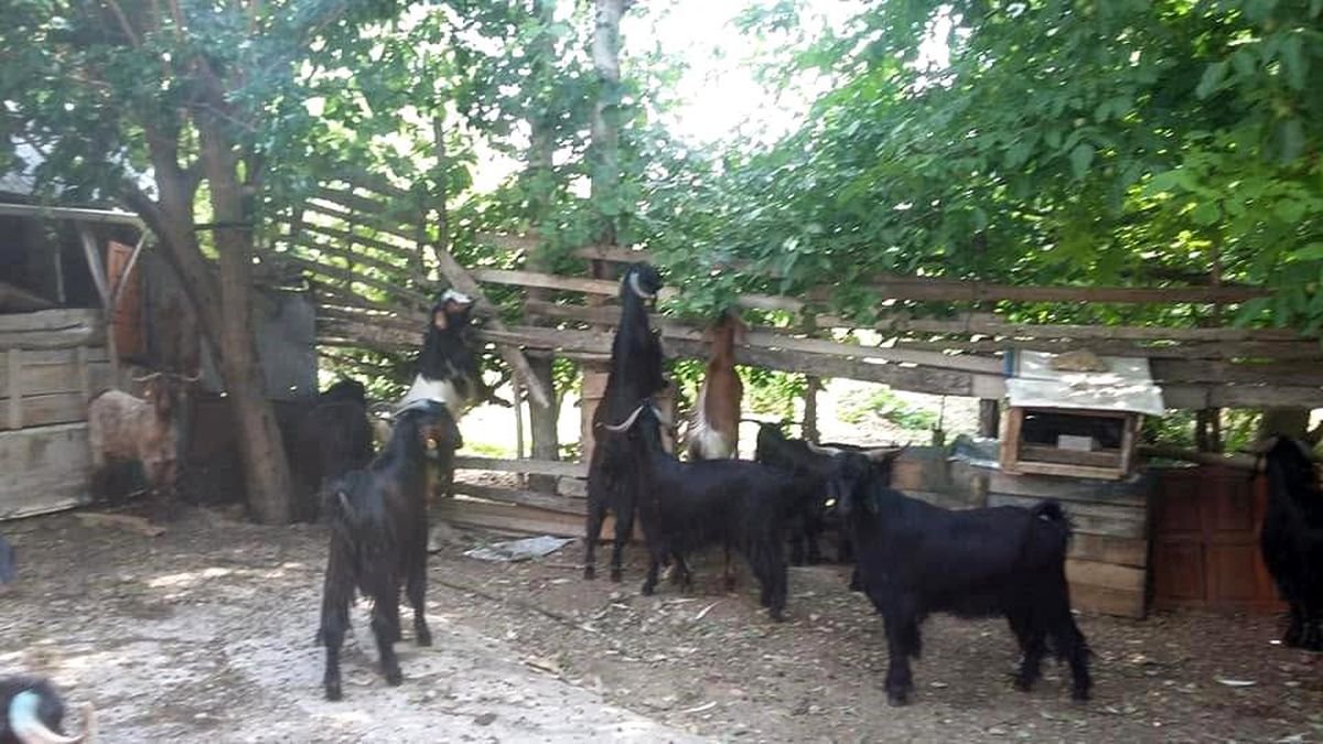 Yörük Göçleri Akdağ’da Başladı