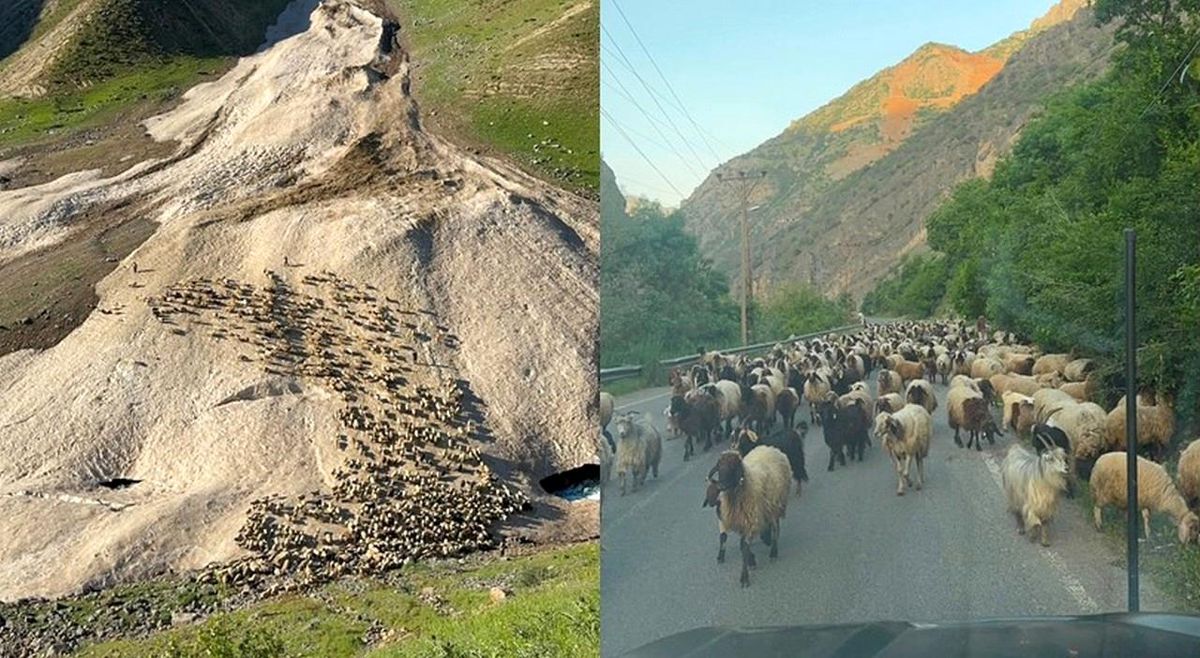 Hakkari’de Yayla Sezonu Gecikti