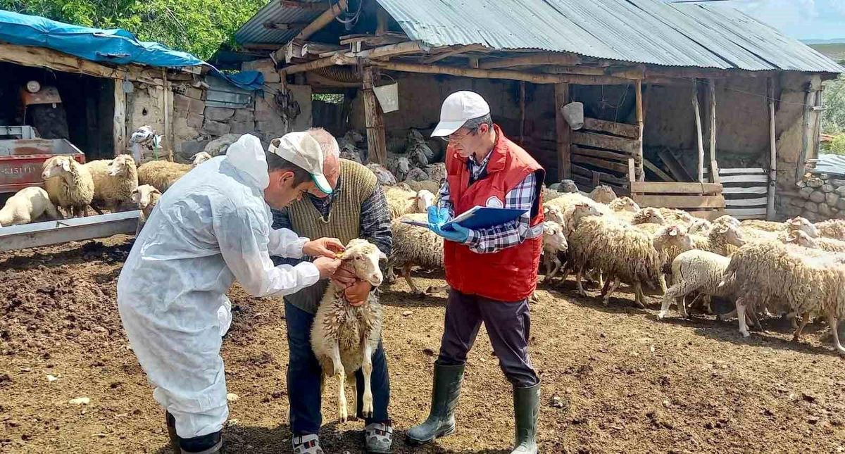 Küçükbaş Hayvan Islah Projesi Devam Ediyor