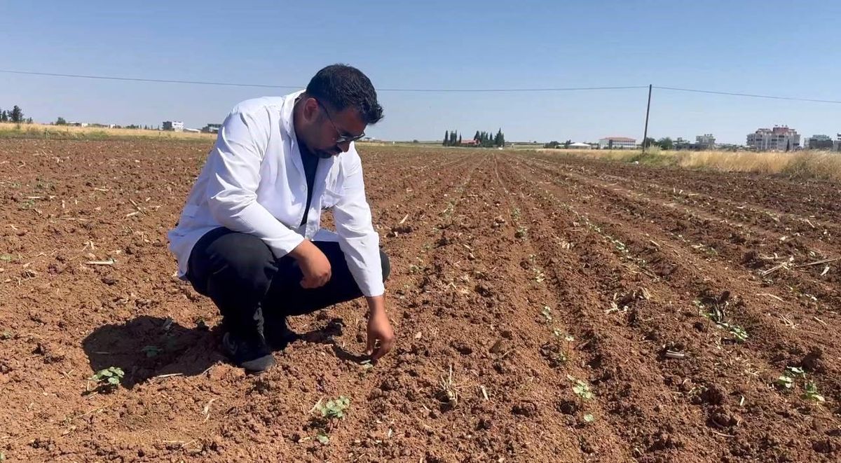 Şanlıurfa’da Pamuk Tarlalarına Zararlı Böcek Tehdidi
