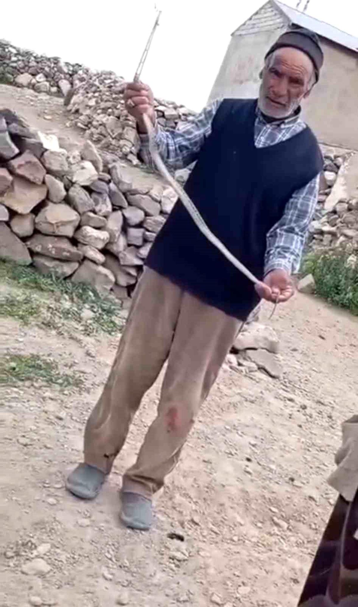 Yılan Duvar Arasında Sıkıştı, Doğaya Bırakıldı