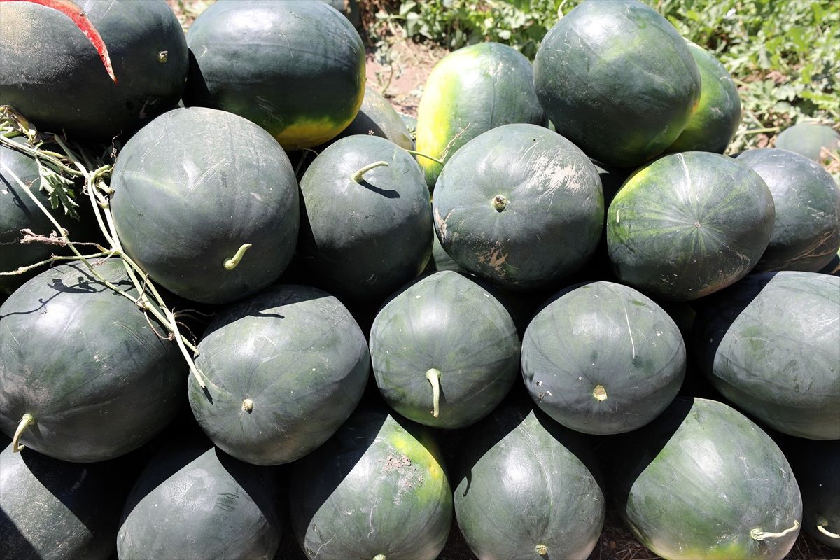 Iğdır’da Karpuz Hasadı Başladı