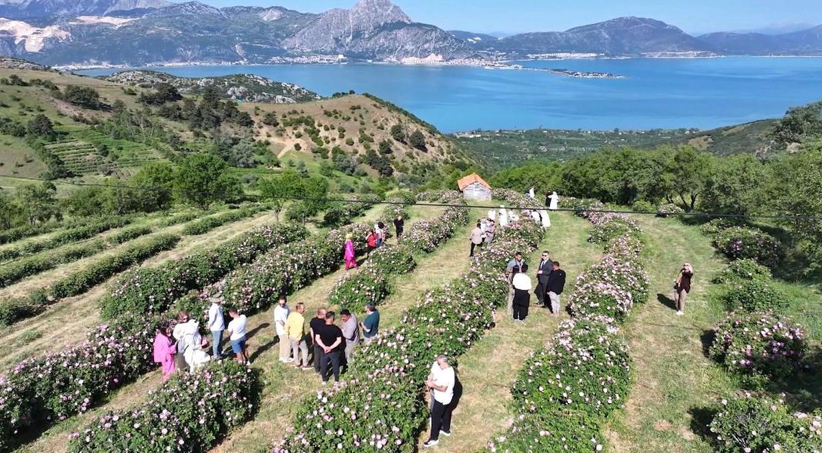 Isparta’da festival coşkusu devam ediyor: Eğirdir Gölü manzarasıyla gül topladılar