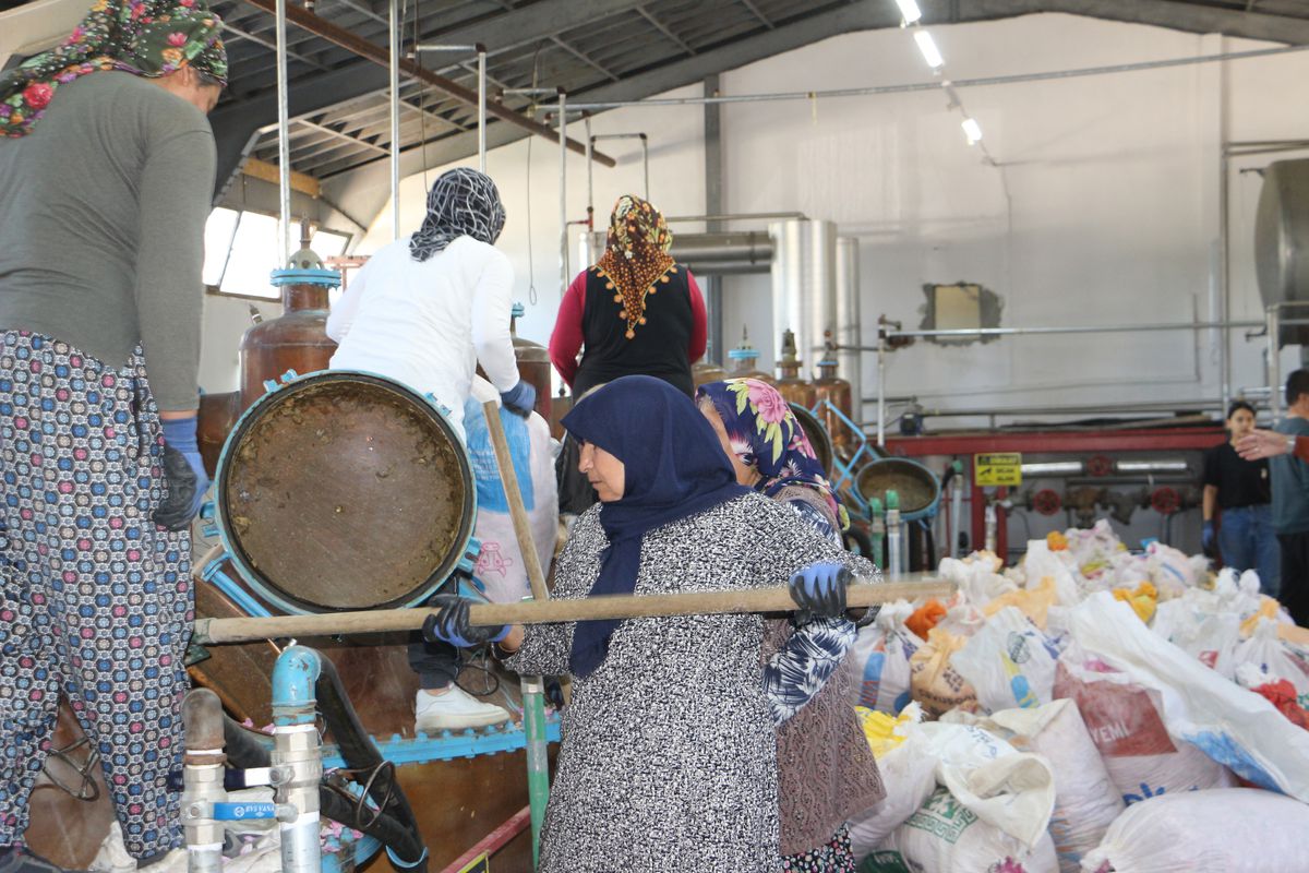 Isparta’da Gül Hasat Sezonu Başladı