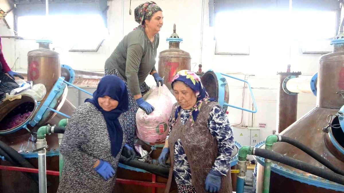 Isparta’da Gül Hasadı Devam Ediyor