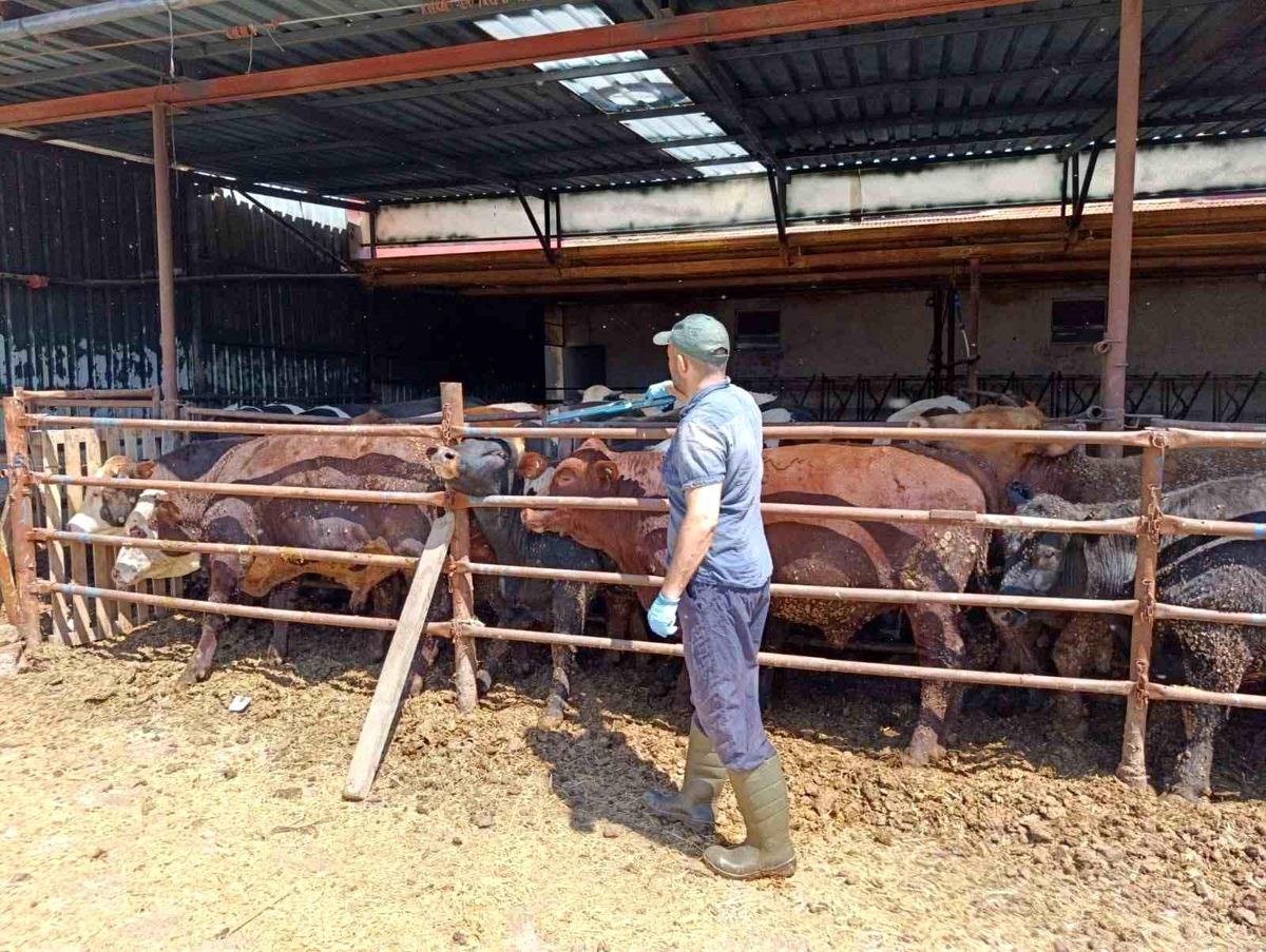 Şuhut’ta İthal Hayvan Denetimi Başladı