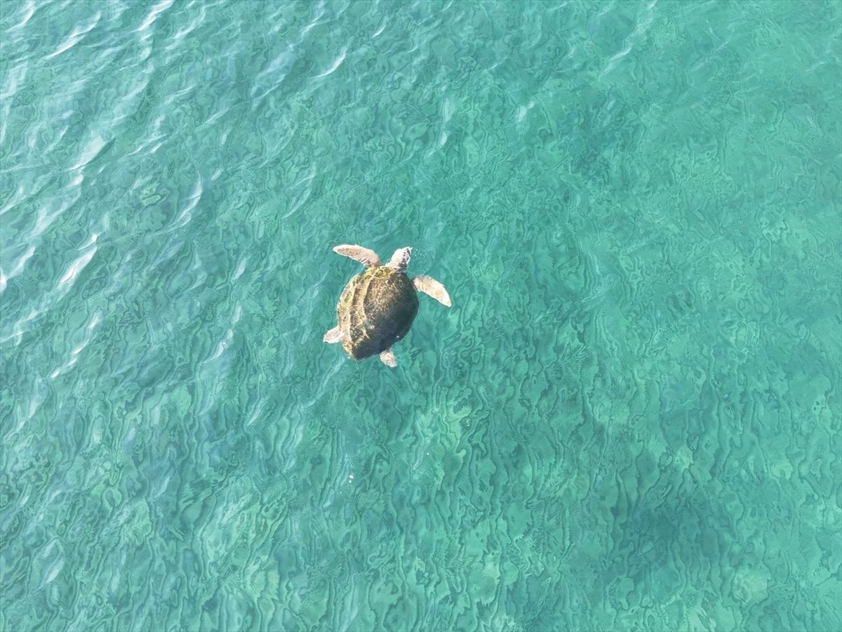 İztuzu’nda 100 Caretta Yuvası Bulundu