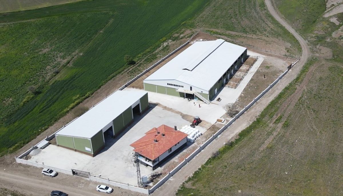 Mimar Serap Yıldırım’dan Süt Üretimi