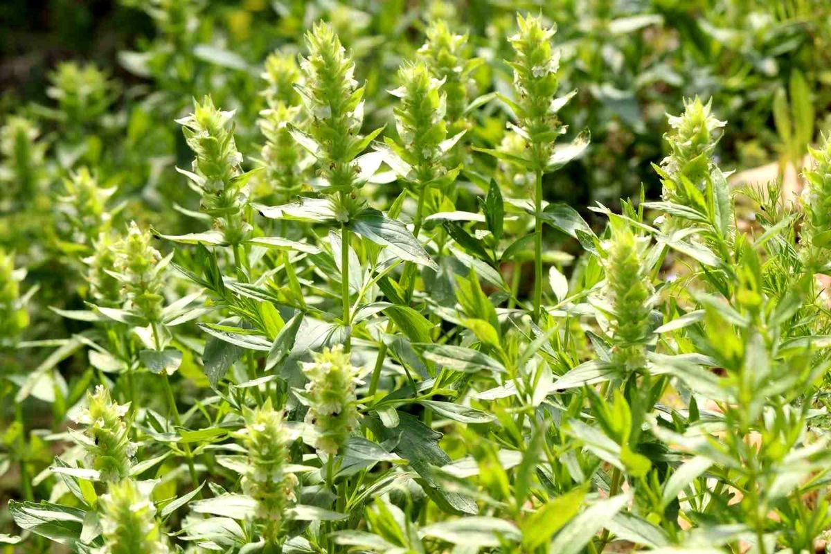 Kahramanmaraş’ta Eskimayasıl Çiçek Açtı